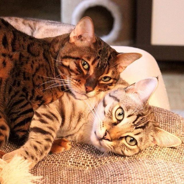 Забавные фото котеек
