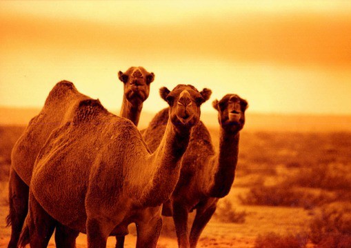 Австралийские власти убьют тысячи верблюдов из-за нехватки воды