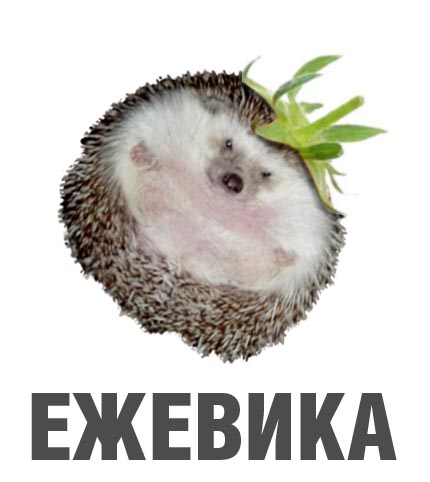 Фотожаба: Лето, фрукты, генетика!