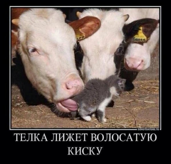 Прикольные и просто красивые картинки 13.07.2021