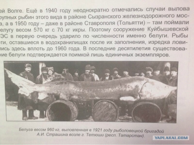 Калуга Рыба Самая Большая Выловленная Фото