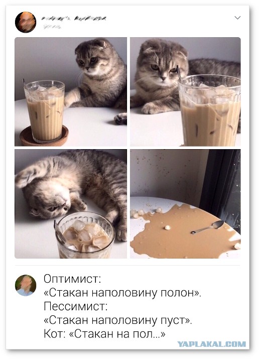 Забавные и смешные картинки на котовторник