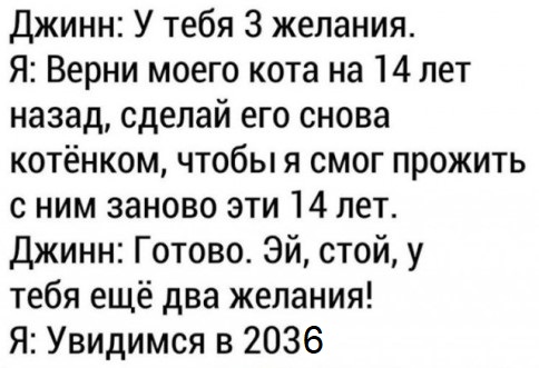 Жизнь домашнего приюта "Котоленд" 335
