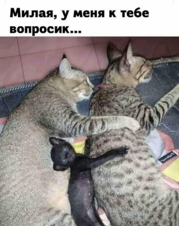 Не бейте баяниста - играет, как может