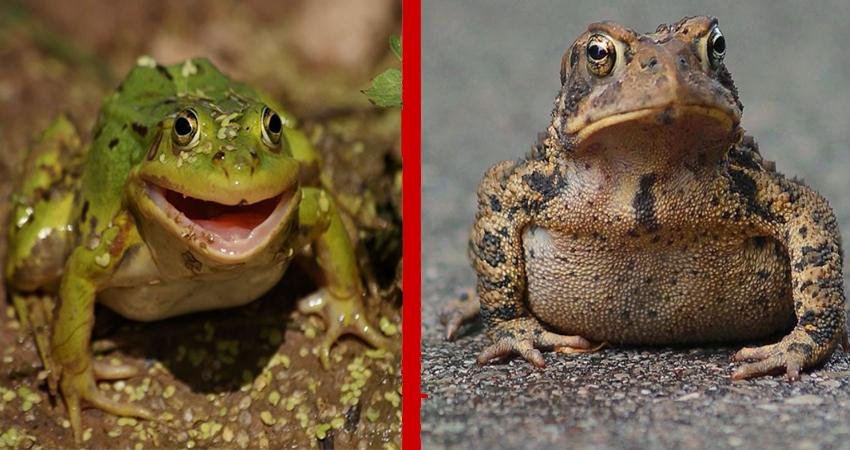 Чем отличается лягушка от ящерицы. Лягушка с вопросом. Отличие Жабы от лягушки. Как отличить жабу от лягушки. Отличие квакши от лягушки.