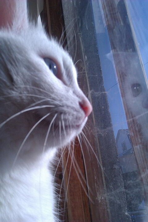 Котовторник 30.04.2013