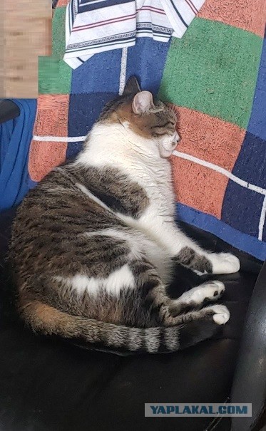 Мой котяра