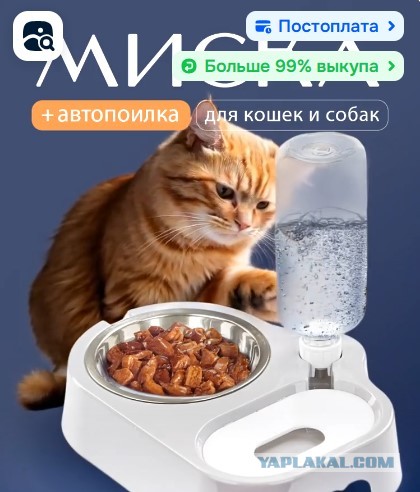 Котаны на охоте