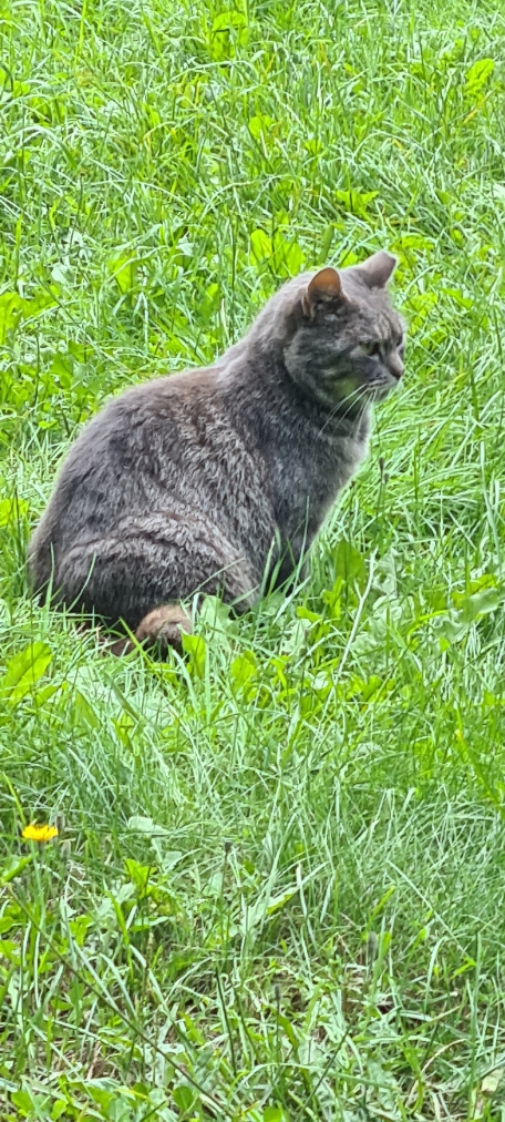 Котовторник