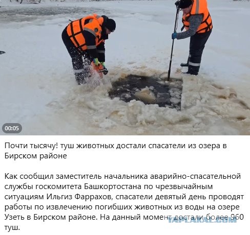 В Башкирии пастух решил перегнать 300 овец по льду, но он не выдержал: сотни животных ушли под воду