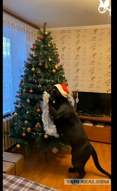 Укачало