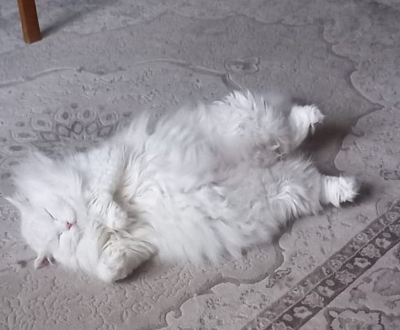 Прямо служебная собака, а не кот