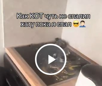 Срочно покажите это видео своему коту