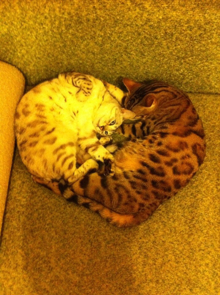 Котовторник 01.07.2014