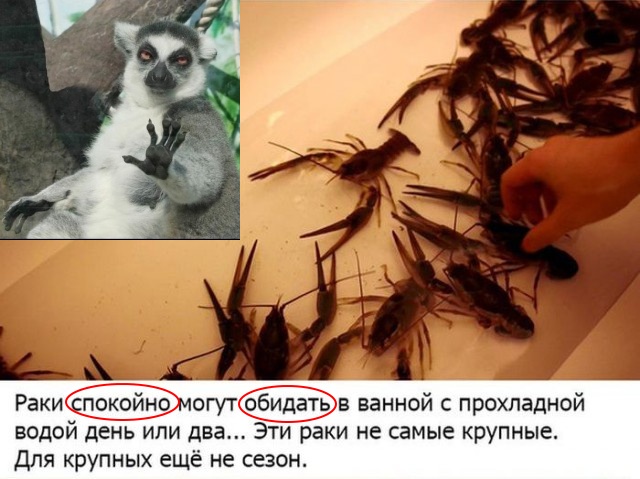 Как правильно варить раков...