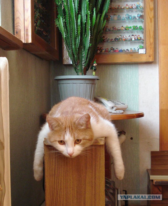 Котовторник 18.11.2014