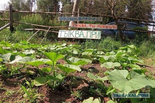 Картинки
