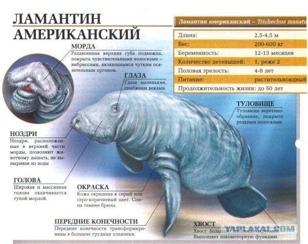 Как парень спасал ламантина