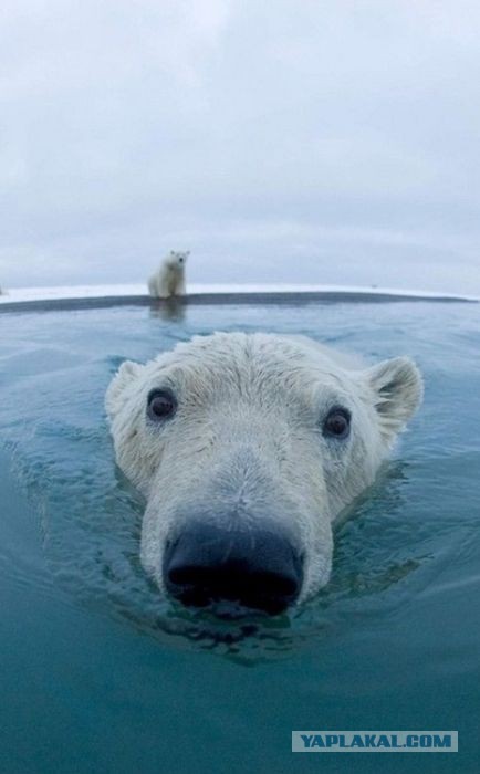 Удивительные фотки животных 15 штук