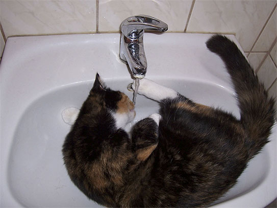 Не все коты одинаково не любят воду