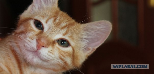 Котовторник 04.08.2015