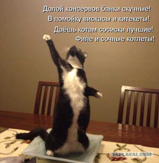 Кот фрезеровщик