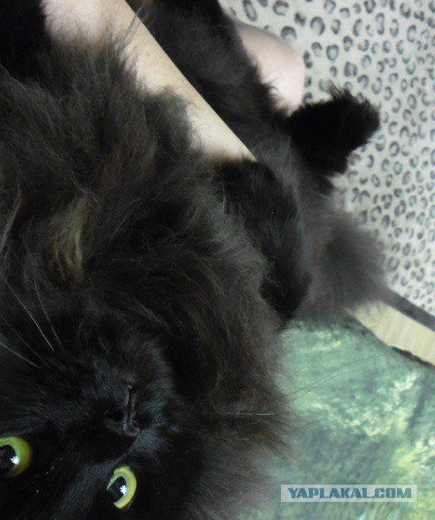 Котовторник  10.11.2015