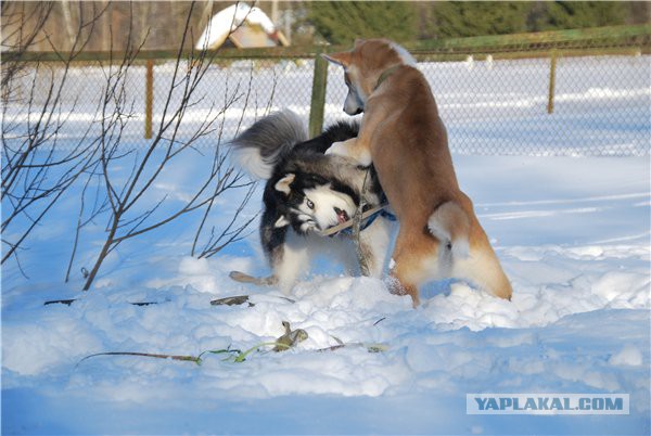 Собакочетверг же, ау!