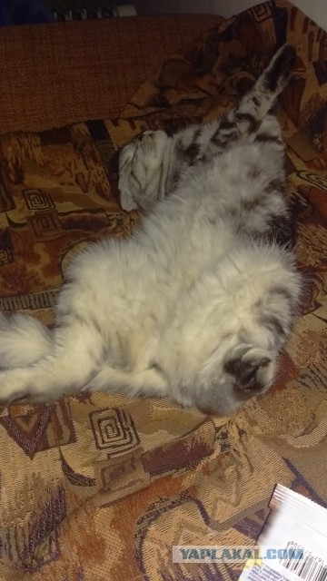 Котовторник 15.12.2015