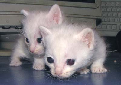 Коты, кошки, котята