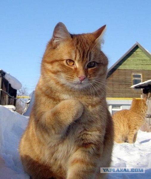 Приёмная мать
