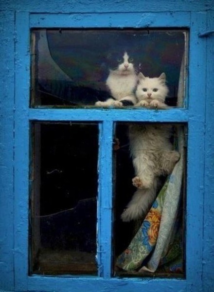 Подборка интересных и веселых картинок