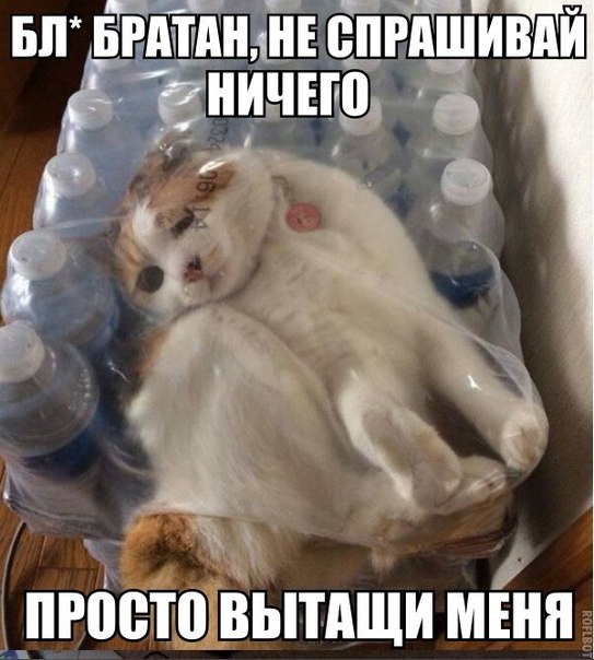 Мохнатые беспредельщики