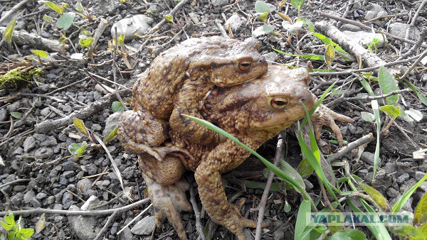 Эти глаза напротив. Калейдоскоп.
