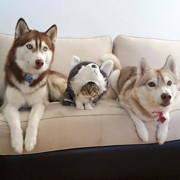 Прикольные животные