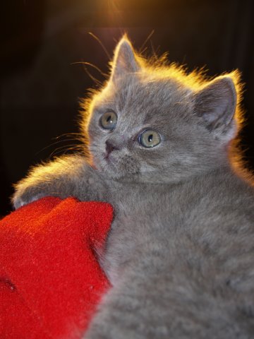 Храпит! Кошкин кот! Как меня жена от постели отлучила...