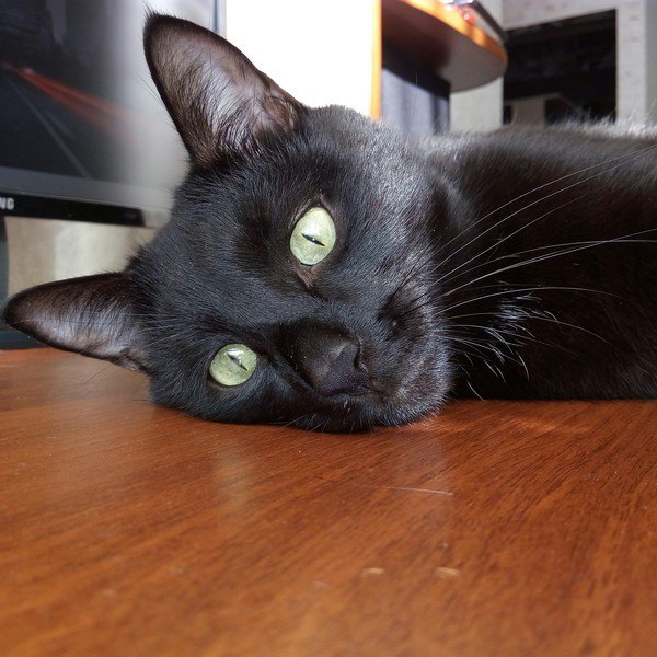 Коты и Кошки