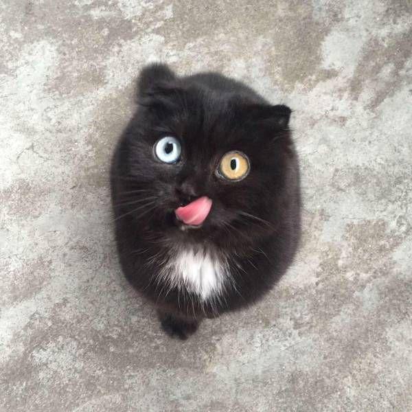 Коты и Кошки