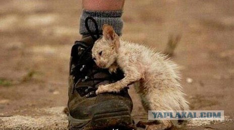 Пенсионеру на костылях учащийся младших классов пробил голову