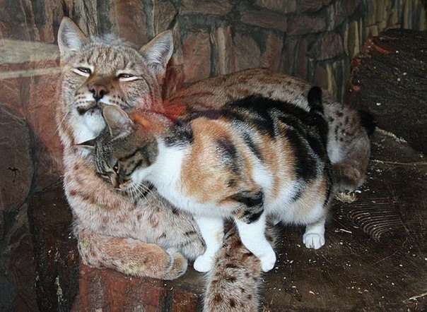 Коты и Кошки