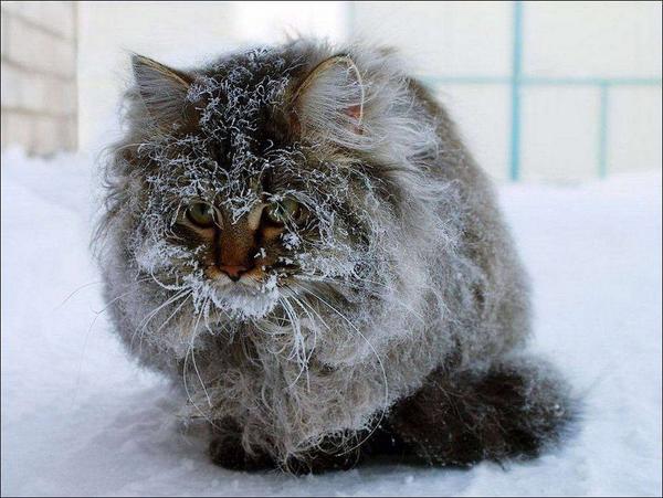 Коты и Кошки