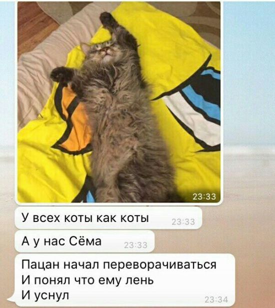 Коты и Кошки