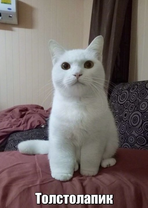 Коты и Кошки