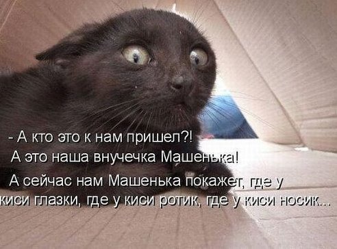 Кот мститель