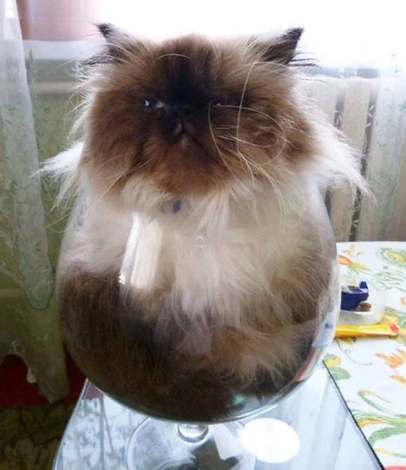 Прикольных котов пост