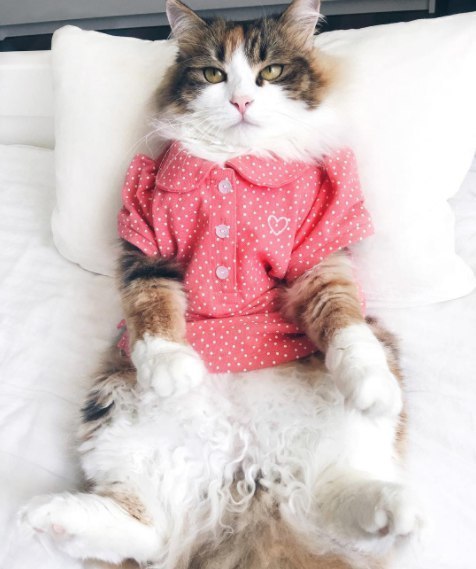 Неадекватные коты