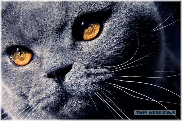 УРРААА ! Котовторник на ЯПлакалъ !