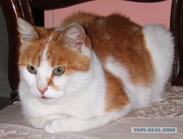 Уррааа! Котовторник на ЯПлакалъ!