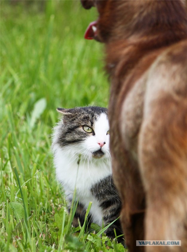 Котятовторник