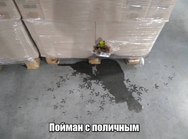 Нестандартный юмор